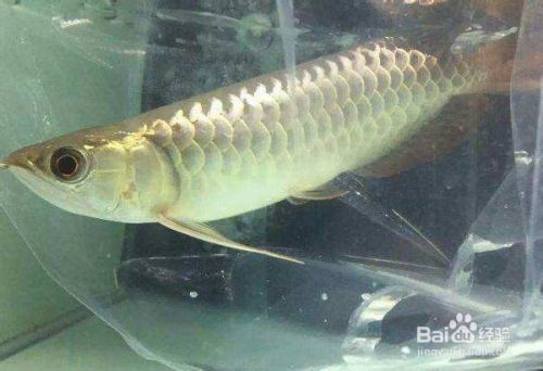 金龍魚怎么修尾巴：金龍魚尾巴修復(fù)方法