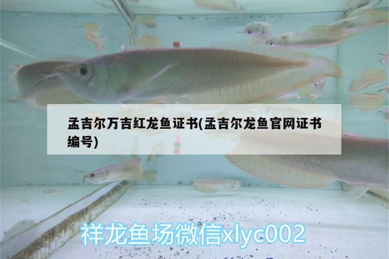 孟吉爾萬吉紅龍魚證書(孟吉爾龍魚官網證書編號)