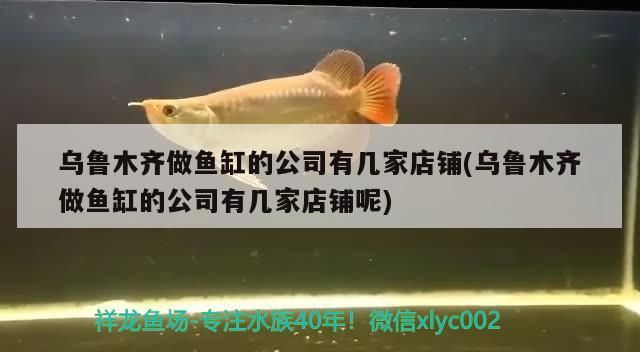 烏魯木齊做魚缸的公司有幾家店鋪(烏魯木齊做魚缸的公司有幾家店鋪呢)
