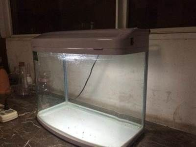 寶來龍魚魚缸（關于寶來龍魚魚缸的一些問題）