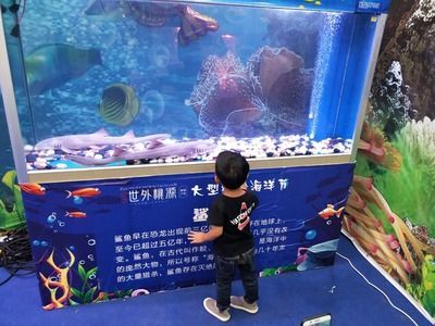 觀賞魚買賣合同（關于觀賞魚買賣合同的法律規范）