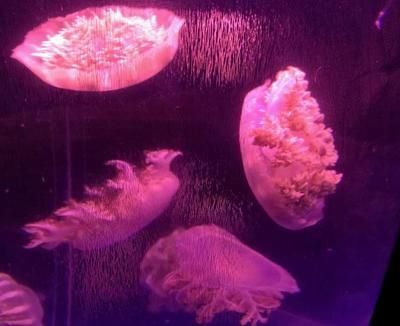 開家水族館掙錢嗎（開一家水族館是否掙錢）
