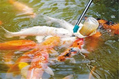 觀賞魚(yú)買(mǎi)賣(mài)合同（關(guān)于觀賞魚(yú)買(mǎi)賣(mài)合同的法律規(guī)范）