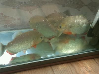 虎魚買幾條合理的魚好：養虎魚需要考慮多個因素，包括魚缸大小、虎魚的大小