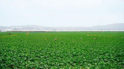 龍魚 不吃vs祥龍魚場：“龍魚不吃vs祥龍魚場”的關系
