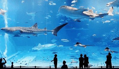 世界水族館排名第一（世界水族館排名第一是亞特蘭大喬治亞水族館排名第一） 世界水族館排名第一（世界水族館排名第一是亞特蘭大喬治亞水族館排名第一） 水族館百科（水族館加盟） 第4張