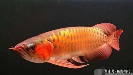過背金龍魚怎么看品相好壞啊圖片：如何挑選優(yōu)質(zhì)過背金龍魚