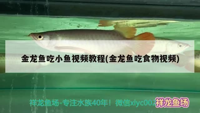 金龍魚必須吃活食么vs祥龍魚場：金龍魚活食喂養技巧