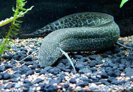 肺魚是什么（肺魚是一種具有特殊生存能力和古老血統的淡水魚類）