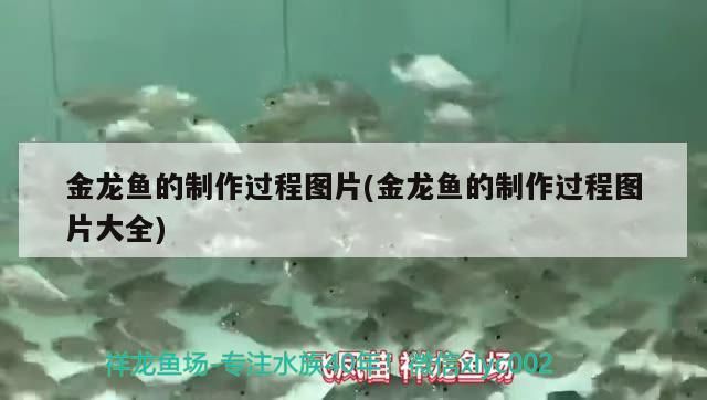 觀賞海魚怎么養(yǎng) 觀賞海魚怎么養(yǎng)活