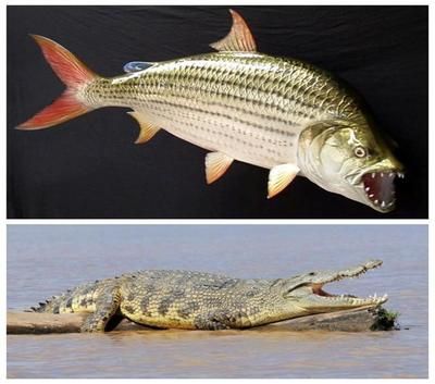 中華鱘和鱘龍魚圖片對比圖：中華鱘與鱘龍魚，圖片對比下的神秘水族探秘