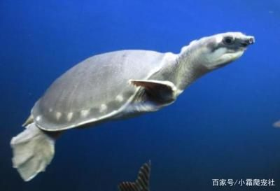 豬鼻龜都是野生的嗎：豬鼻龜是野生動物嗎