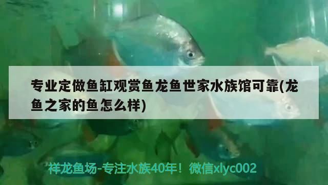 專業定做魚缸觀賞魚龍魚世家水族館可靠(龍魚之家的魚怎么樣)