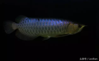 藍底古典過背金龍魚用什么背景好