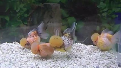 觀賞魚(yú)金魚(yú)視頻播放（關(guān)于觀賞魚(yú)金魚(yú)的知識(shí)） 觀賞魚(yú)金魚(yú)視頻播放（關(guān)于觀賞魚(yú)金魚(yú)的知識(shí)） 天王紅龍 第1張