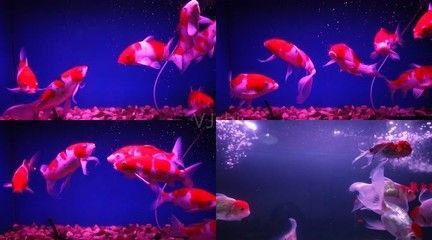 觀賞魚(yú)金魚(yú)視頻播放（關(guān)于觀賞魚(yú)金魚(yú)的知識(shí)） 觀賞魚(yú)金魚(yú)視頻播放（關(guān)于觀賞魚(yú)金魚(yú)的知識(shí)） 天王紅龍 第4張