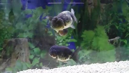 觀賞魚(yú)金魚(yú)視頻播放（關(guān)于觀賞魚(yú)金魚(yú)的知識(shí)） 觀賞魚(yú)金魚(yú)視頻播放（關(guān)于觀賞魚(yú)金魚(yú)的知識(shí)） 天王紅龍 第3張