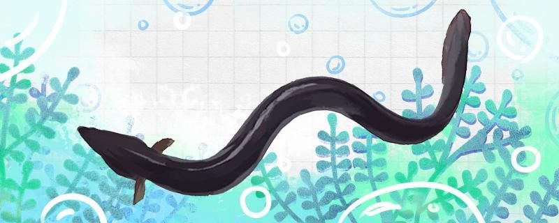 鰻魚有沒有電是什么魚
