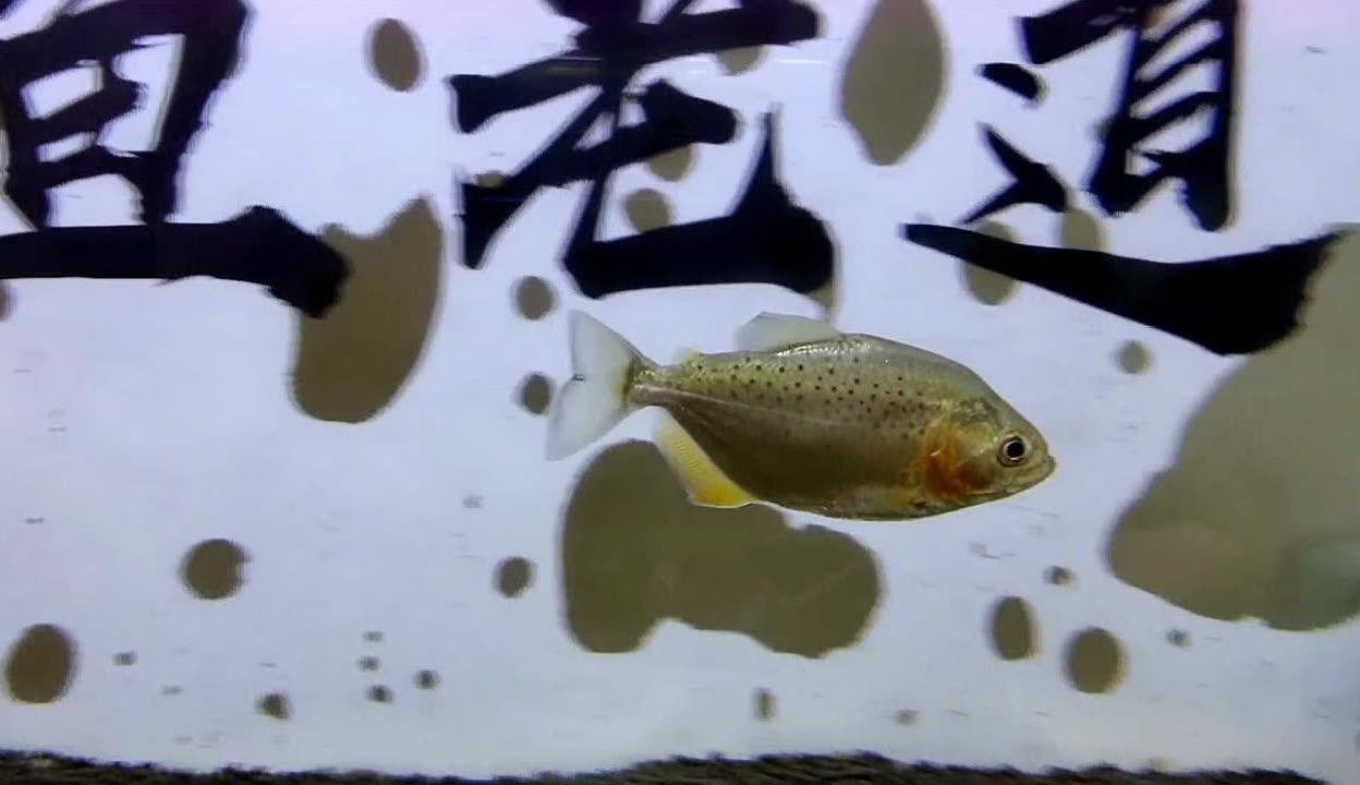 虎魚在黑缸里是蒙眼狀態(tài)嗎：虎魚在黑缸中可能會表現(xiàn)出類似蒙眼的狀態(tài)，養(yǎng)虎魚的理想選擇 虎魚在黑缸里是蒙眼狀態(tài)嗎：虎魚在黑缸中可能會表現(xiàn)出類似蒙眼的狀態(tài)，養(yǎng)虎魚的理想選擇 虎魚百科