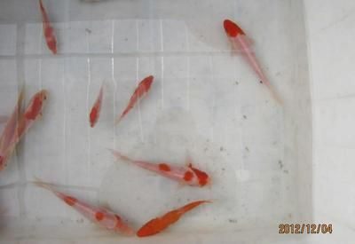 詳細(xì)閱讀:觀賞魚的市場(chǎng)需求多大合適(中國(guó)觀賞魚行業(yè)發(fā)展動(dòng)態(tài)及投資前景分析) 觀賞魚的市場(chǎng)需求多大合適(中國(guó)觀賞魚行業(yè)發(fā)展動(dòng)態(tài)及投資前景分析)