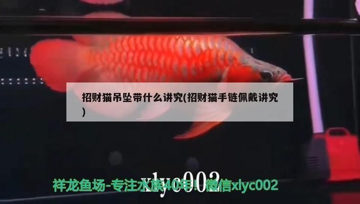 龍魚掛件怎么佩戴好看vs祥龍魚場：龍魚掛件怎么佩戴好看