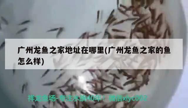 廣州龍魚之家地址在哪里(廣州龍魚之家的魚怎么樣) 廣州龍魚之家地址在哪里(廣州龍魚之家的魚怎么樣) 龍魚之家