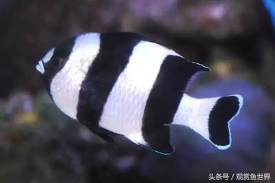 海水觀賞魚價格高（海水觀賞魚市場的趨勢分析觀賞魚市場的趨勢分析觀賞魚市場） 海水觀賞魚價格高（海水觀賞魚市場的趨勢分析觀賞魚市場的趨勢分析觀賞魚市場） 和興紅龍 第4張