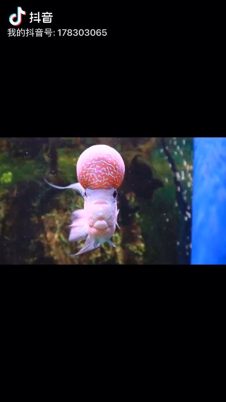 魚缸養(yǎng)胭脂魚一帆風(fēng)順魚可以用藥嗎 一帆風(fēng)順胭脂魚好不好喂養(yǎng) 魚缸養(yǎng)胭脂魚一帆風(fēng)順魚可以用藥嗎 一帆風(fēng)順胭脂魚好不好喂養(yǎng) 愛龍仕 第1張