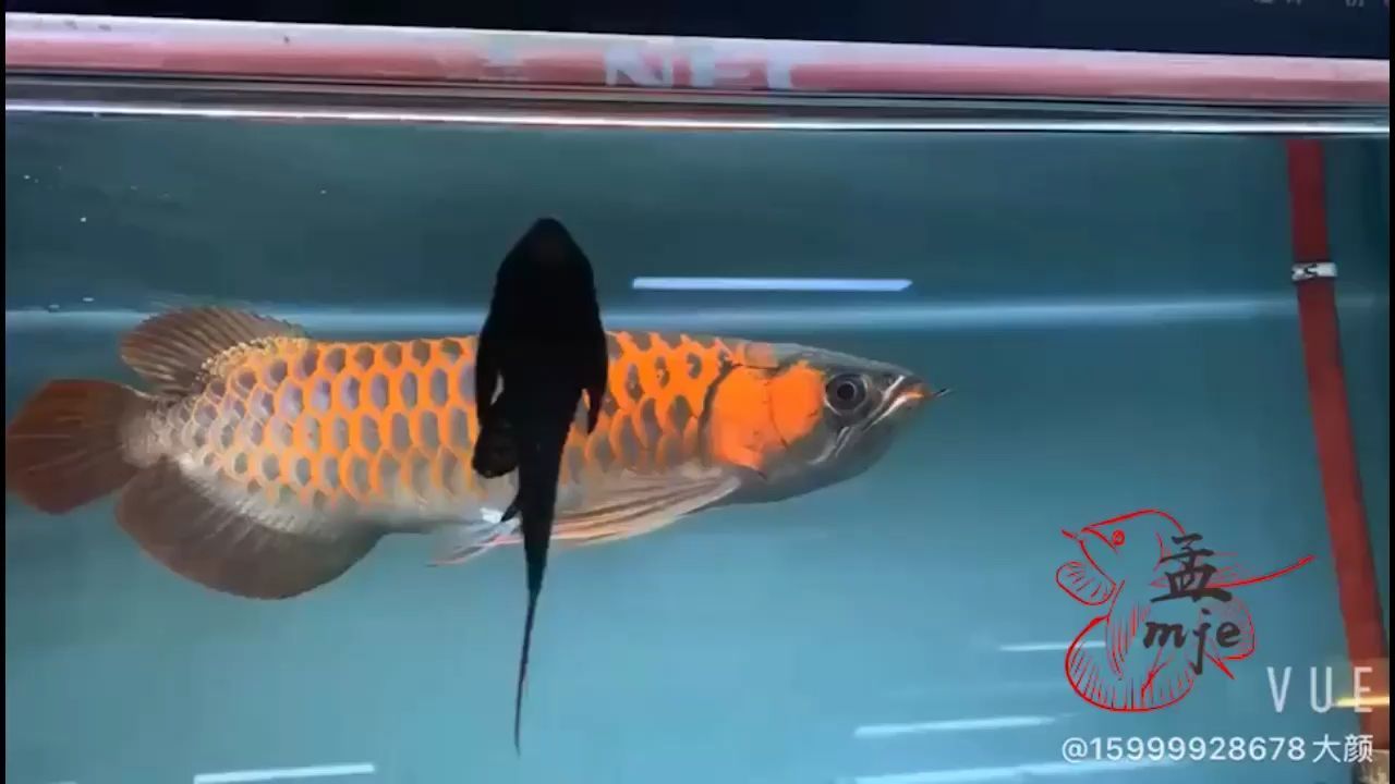 孟吉爾～萬(wàn)吉炮彈頭火焰尾