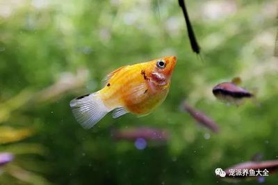 廣州水族批發(fā)市場有哪些魚類品種價格（廣州水族批發(fā)市場魚類價格）