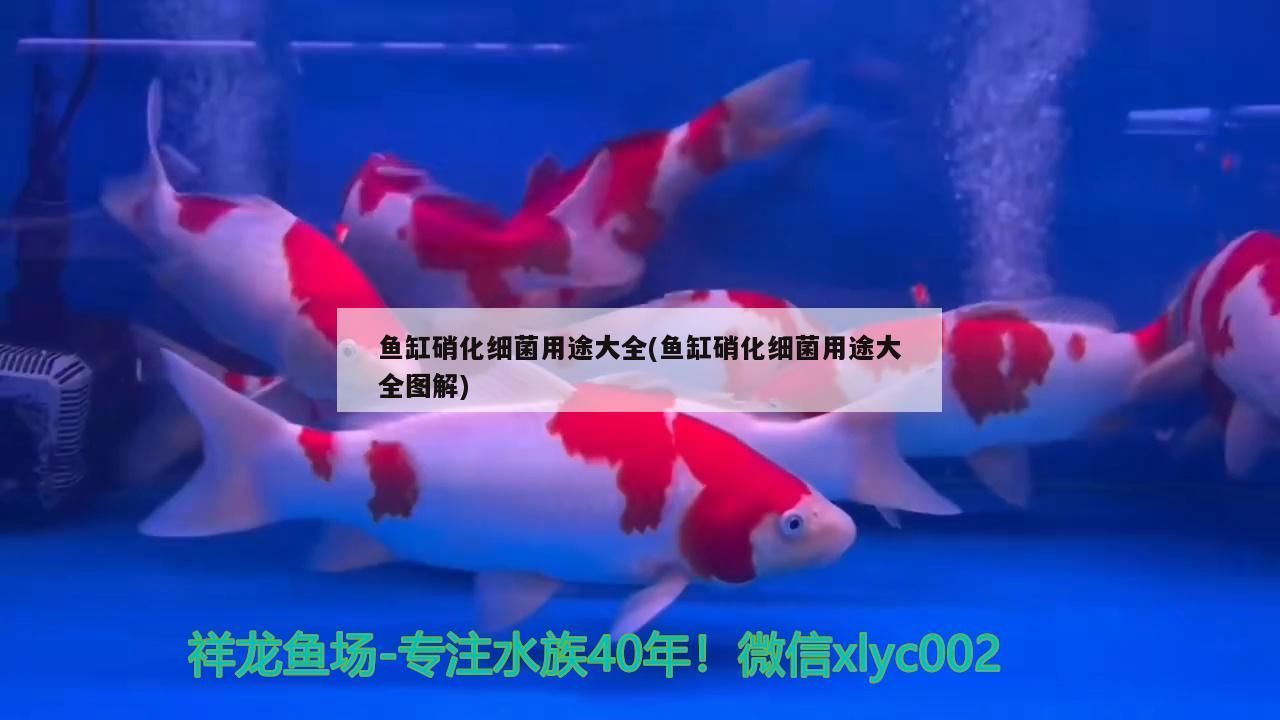 吉印刀鋒三湖慈鯛燈：吉印刀鋒龍魚用行不行