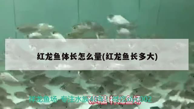 紅龍魚體長怎么量(紅龍魚長多大)