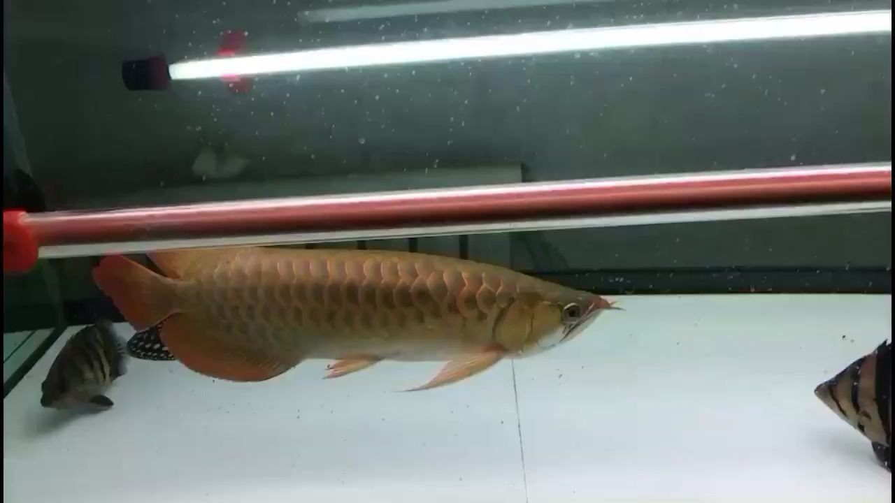 孟吉爾小孟上側燈