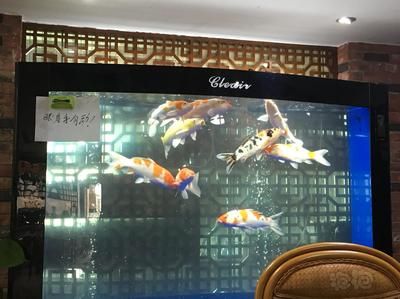 大連58同城二手魚缸轉讓信息（大連58同城二手魚缸轉讓信息最新） 大連58同城二手魚缸轉讓信息（大連58同城二手魚缸轉讓信息最新） 印尼大湖漁場產業聯盟