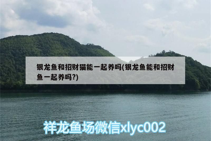 銀龍魚和招財貓能一起養嗎(銀龍魚能和招財魚一起養嗎?)