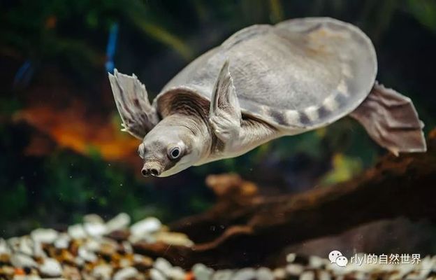一只豬鼻龜能下蛋嗎視頻：豬鼻龜怎么看公母