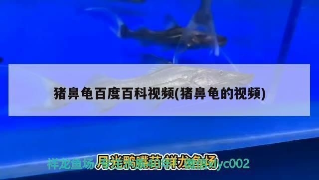 一只豬鼻龜能下蛋嗎視頻：豬鼻龜怎么看公母
