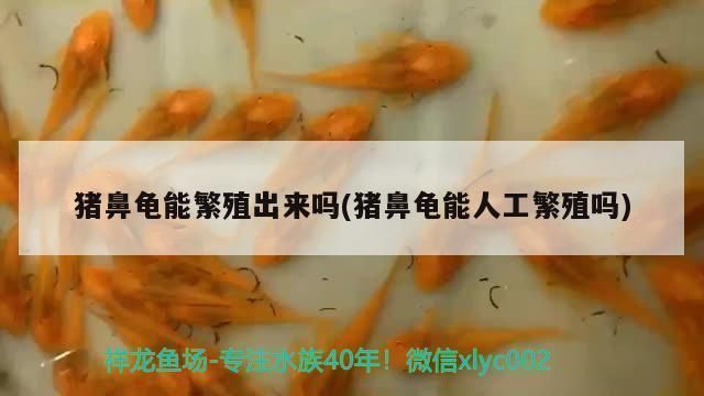 一只豬鼻龜能下蛋嗎視頻：豬鼻龜怎么看公母