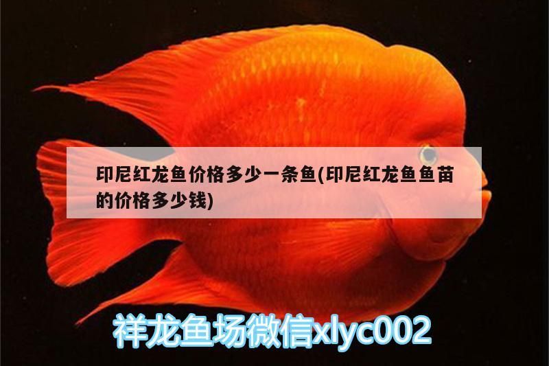 印尼紅龍魚(yú)價(jià)格多少一條魚(yú)(印尼紅龍魚(yú)魚(yú)苗的價(jià)格多少錢)
