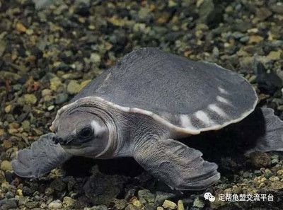 買豬鼻龜被判一年半：買賣豬鼻龜犯法嗎