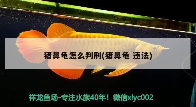 買豬鼻龜被判一年半：買賣豬鼻龜犯法嗎