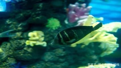 海水觀賞魚養殖（海水觀賞魚的繁殖技術）