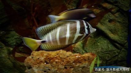 海水觀賞魚養殖（海水觀賞魚的繁殖技術）