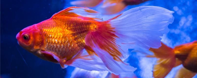 金魚(yú)嘴動(dòng)的很快是缺氧了嗎要怎么處理
