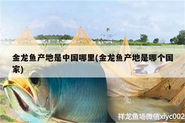金龍魚產地是中國哪里(金龍魚產地是哪個國家)