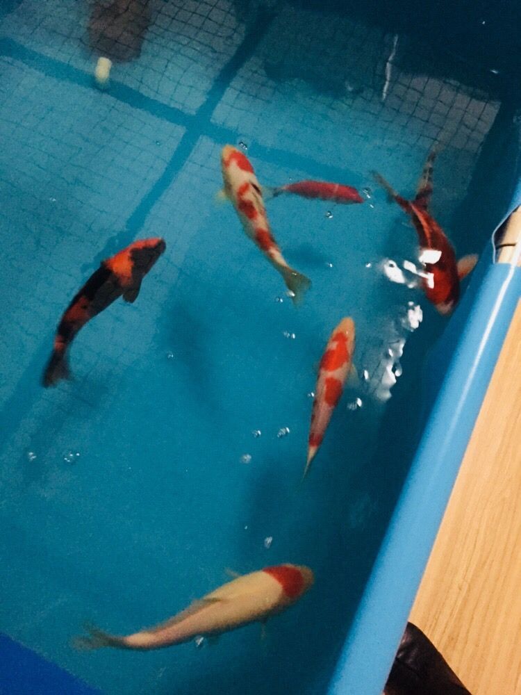 帶蓋子的小魚缸改造過濾系統 有蓋的小魚缸怎么換過濾槽