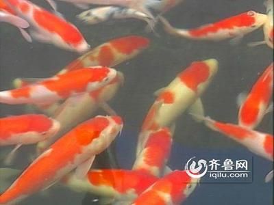 觀賞魚(yú)拍賣(mài)100萬(wàn)的魚(yú)(全球最昂貴的觀賞魚(yú)拍賣(mài)背后的故事觀賞魚(yú)拍賣(mài)背后的故事) 愛(ài)龍仕 第1張 觀賞魚(yú)拍賣(mài)100萬(wàn)的魚(yú)(全球最昂貴的觀賞魚(yú)拍賣(mài)背后的故事觀賞魚(yú)拍賣(mài)背后的故事) 觀賞魚(yú)拍賣(mài)100萬(wàn)的魚(yú)(全球最昂貴的觀賞魚(yú)拍賣(mài)背后的故事觀賞魚(yú)拍賣(mài)背后的故事) 愛(ài)龍仕 第1張