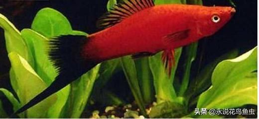 紅色觀賞魚種類(紅劍魚的養殖秘籍) 龍魚之家 第1張 紅色觀賞魚種類(紅劍魚的養殖秘籍) 紅色觀賞魚種類(紅劍魚的養殖秘籍) 龍魚之家 第1張