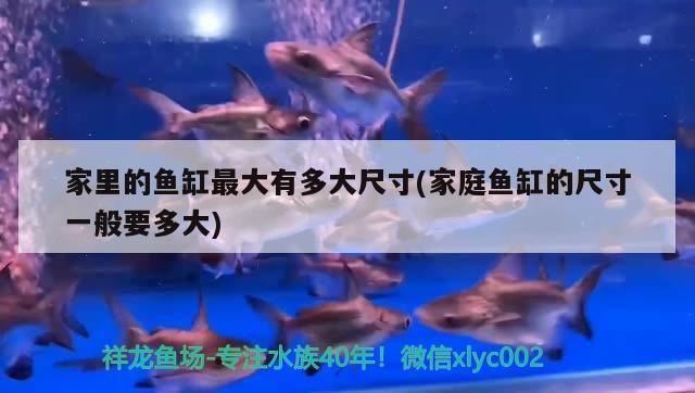 攀枝花賣魚缸的店在哪里啊電話（攀枝花哪里有賣金魚的）