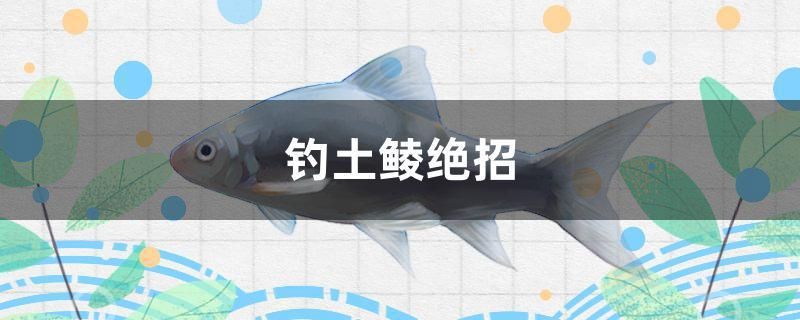 釣土鯪絕招